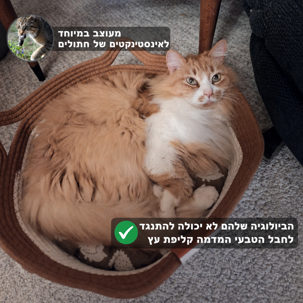 משטח הגירוד הטבעי של ברקלי | הכירו את הטריטוריה הטבעית הראשונה לחתולי בית שמבוססת מחקר