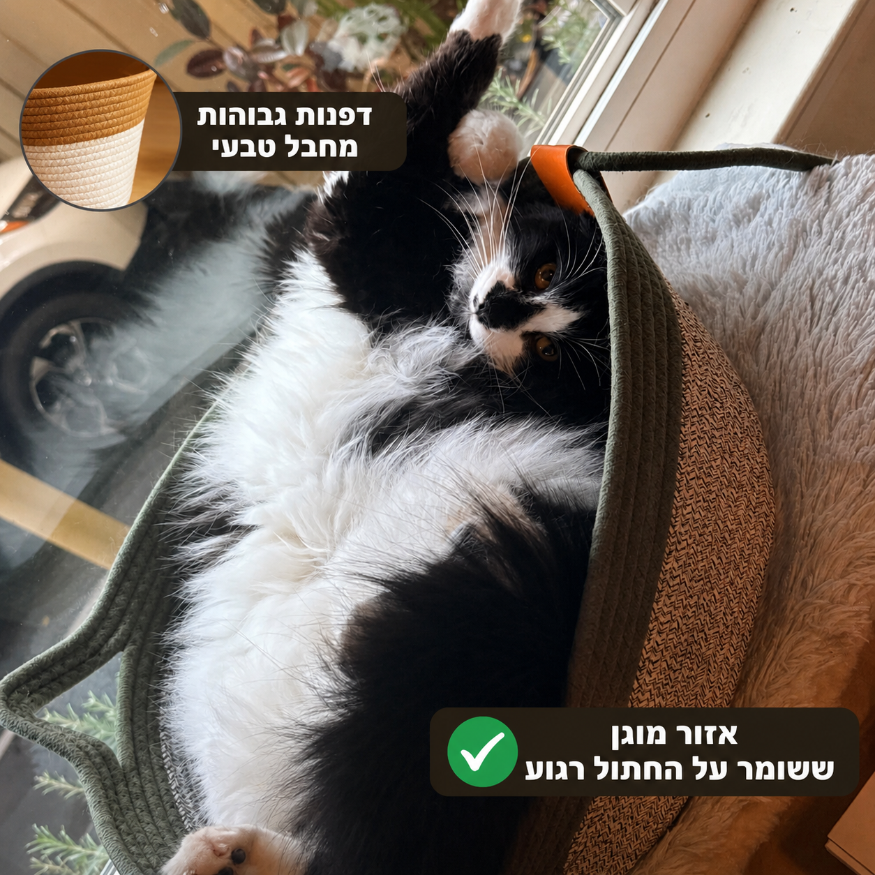 משטח הגירוד הטבעי של ברקלי | הכירו את הטריטוריה הטבעית הראשונה לחתולי בית שמבוססת מחקר