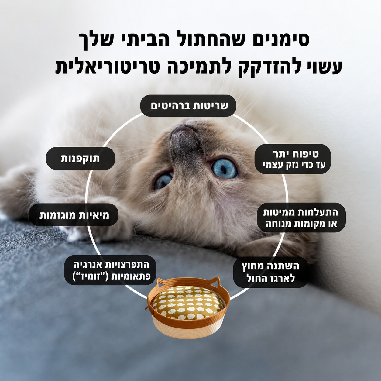 משטח הגירוד הטבעי של ברקלי | הכירו את הטריטוריה הטבעית הראשונה לחתולי בית שמבוססת מחקר