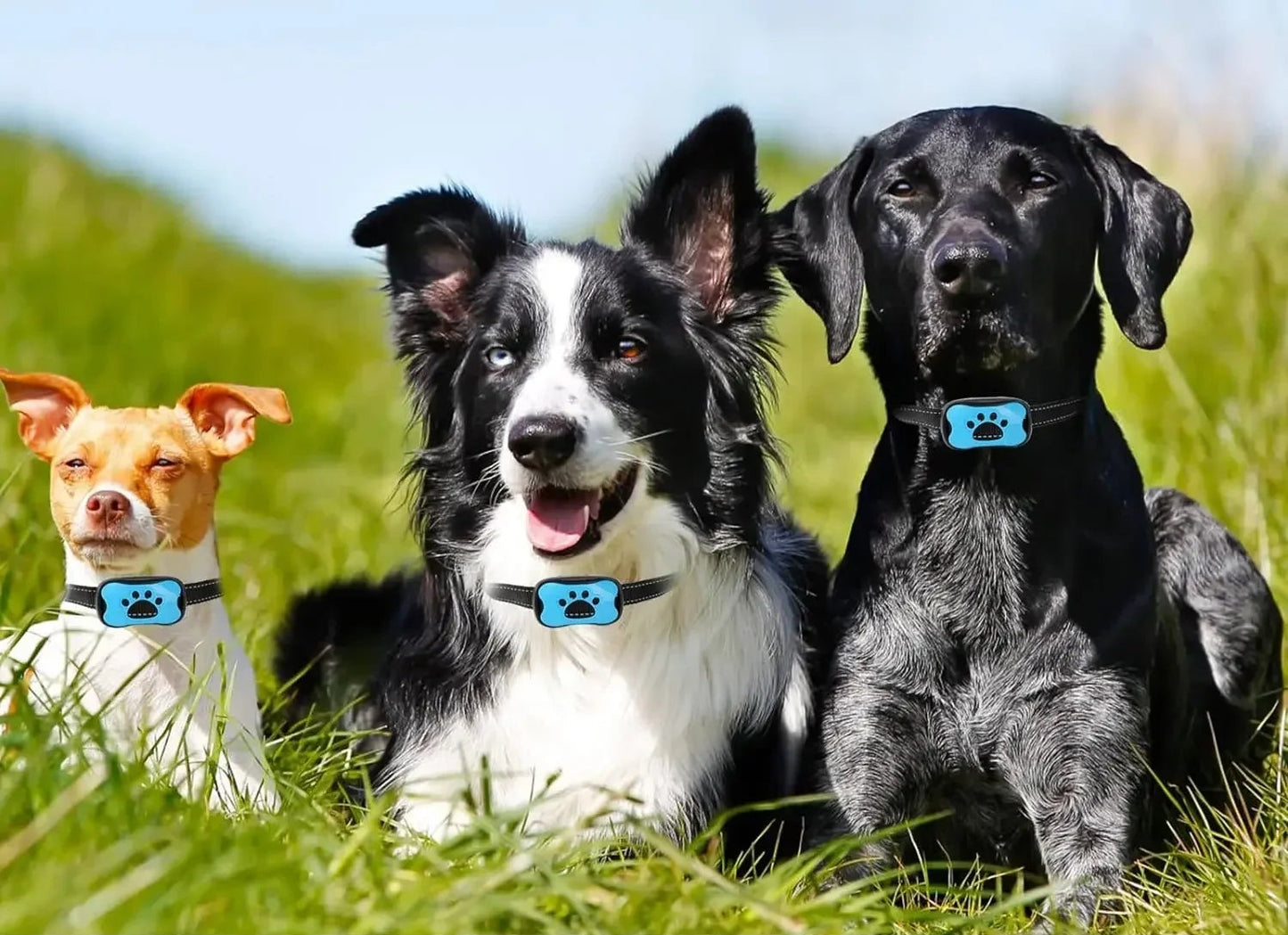 Barkli™- הקולר החכם נגד נביחות 